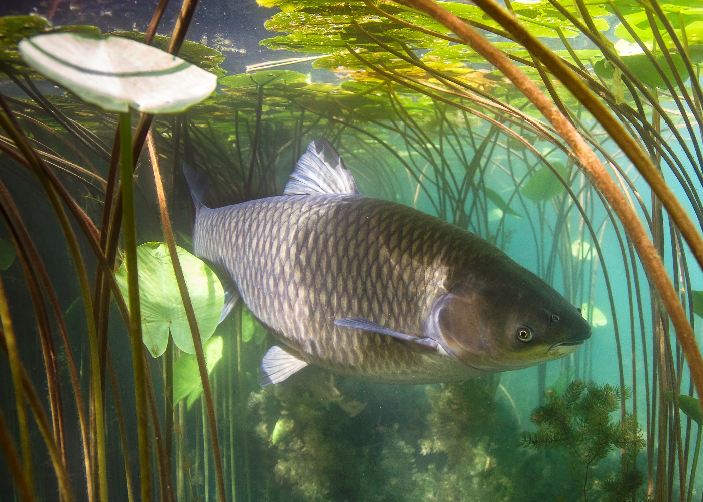 Graskarpfen Ctenopharyngodon Idella Nahrung Lebensraum Und Mehr