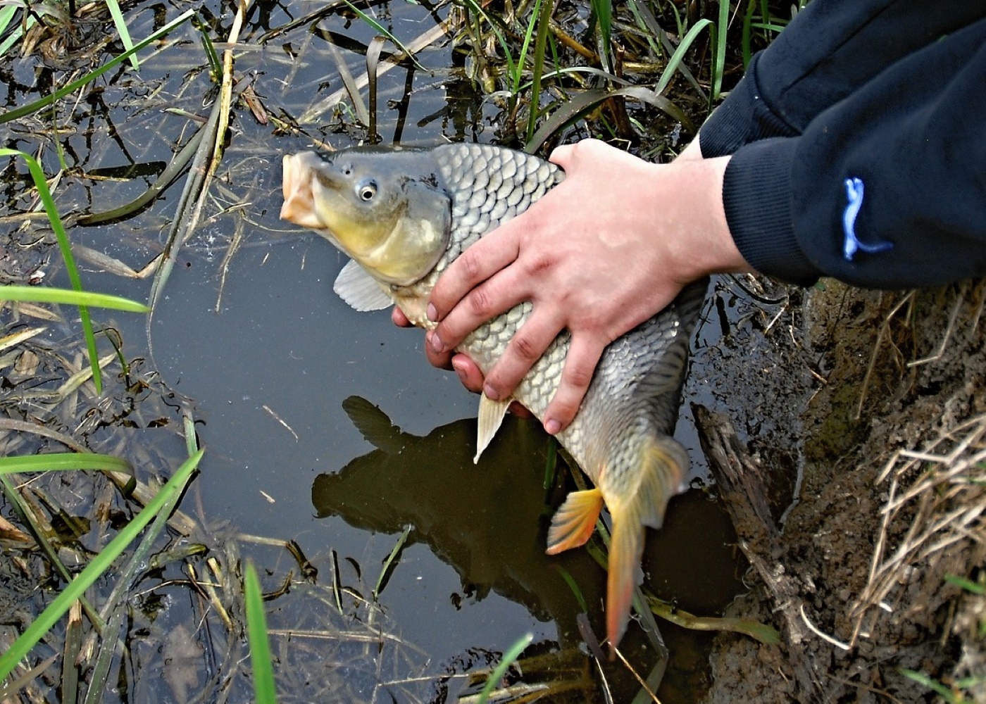 Fortpflanzungssystem der Fische